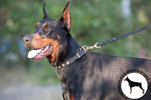 Doberman leather leash with reliable brass plated hardware for safe walking