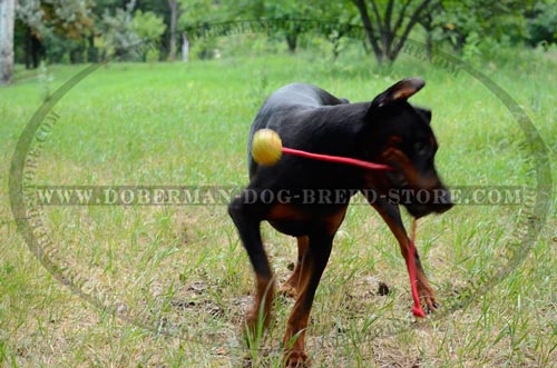 High Quality Playing Ball for Dobermans