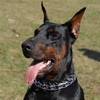 Curogan dog pinch collar made in Germany