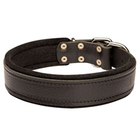 Leather dog collar padded with thick felt