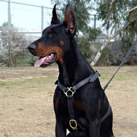 Luxury handcrafted leather dog harness made To Fit Doberman