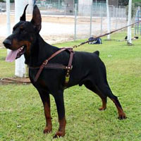 Tracking Pulling Agitation Leather Dog Harness For Doberman