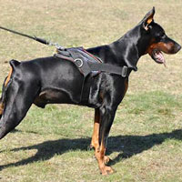 nylon dog harness, doberman dog harness for walkimg,police dog harness,tracking dog harness,pulling dog harness
