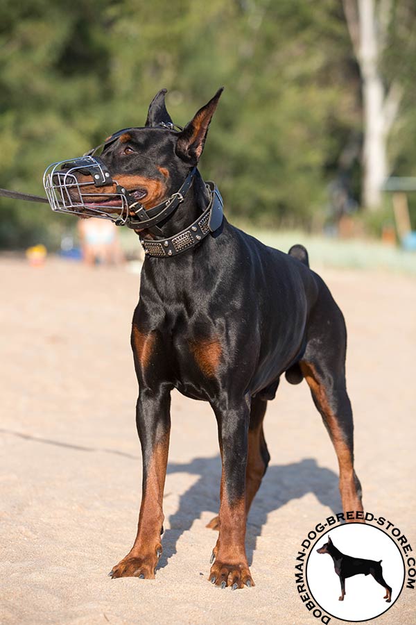Doberman wire basket muzzle with strong fittings for walking