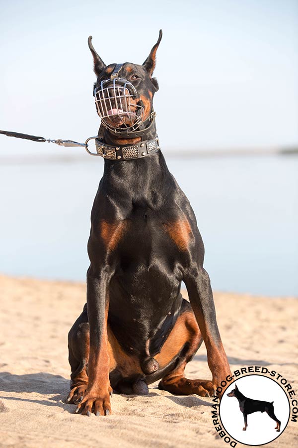 Doberman wire basket muzzle with rust-proof nickel plated fittings for daily walks