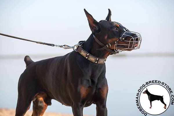 Practical Doberman muzzle for daily activities
