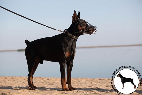 High-quality muzzle for Doberman breed