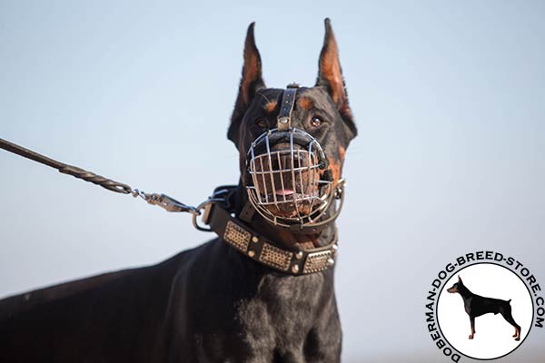 Nose padded muzzle for Doberman