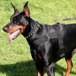 Perfect Nylon Doberman Harness with handle