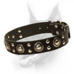 'Rock n Roll' Doberman Dog Collar with Metal Decoration