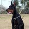Luxury Handicraft Leather Dog Harness-Custom Multitasking Doberman Harness