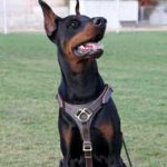 Leather Dog Harness for Doberman Pincher