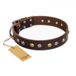 "Golden"n"Silver Luxury" FDT Artisan Leather Doberman Collar with Engraved Studs