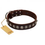 "Gothic Style" FDT Artisan Fancy Brown Leather Doberman Collar with Silver-Like Decorations