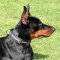 Strong Nylon Dog Collar With Identification Patches for Doberman