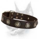 De luxe Leather Dog Collar Is Accented With Silver Conchos