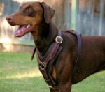 Extra Durable Leather Doberman Harness for Everyday