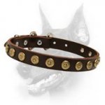 Gorgeous Wide Leather Dog Collar With Dotted Gold Colored Brass Circles