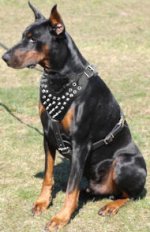Doberman Breed Luxury Handicrafted Spiked Leather Harness