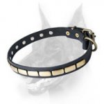 Special Leather Dog Collar With Brass Gold-Like Plates