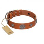 "Foxy Nature" FDT Artisan Tan Leather Doberman Collar with Chrome Plated Brooches