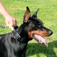 Heavy Duty Nylon Dog Collar-Easy Adjustable Classic Doberman Collar
