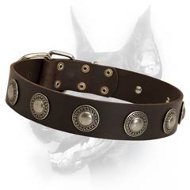 De luxe Leather Dog Collar Is Accented With Silver Conchos