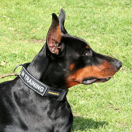 Strong Nylon Dog Collar With Identification Patches for Doberman