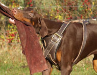 Stunning Doberman Dog 【Collar】 with Studs and Spikes : Doberman Breed: Dog  Harness, Doberman Muzzle, Dog Collars