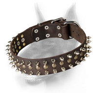 Stunning Doberman Dog Collar with Studs and Spikes