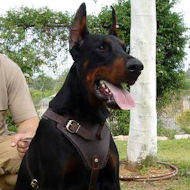Excellent Leather Harness for Agitation Training