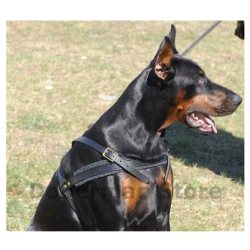 doberman-harness-leather