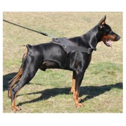 doberman-harness