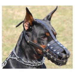 vinteletion-doberman-muzzle