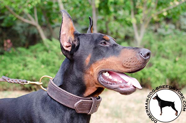 Agitation/attack training leather Doberman collar