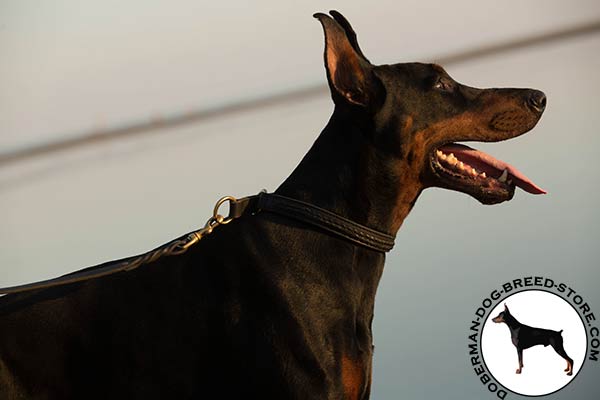 Designer Doberman collar with riveted braids