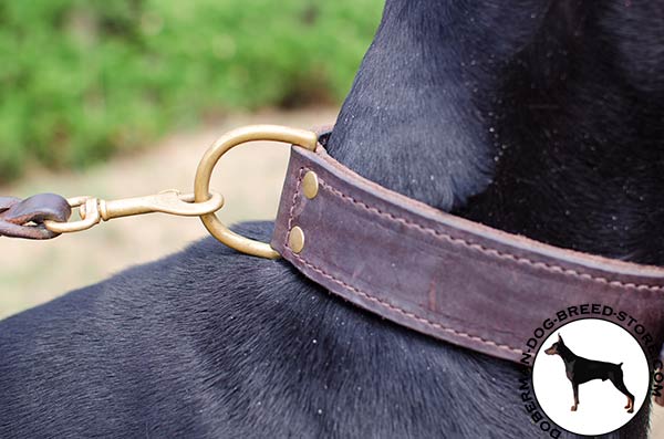 Brass hardware on agitation collar for Doberman