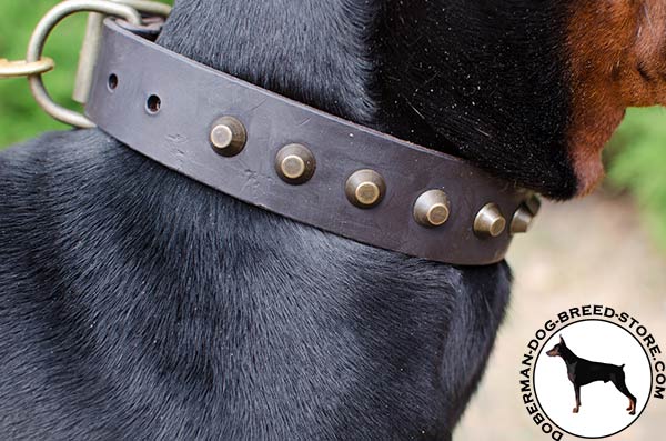 Safe pyramids on Doberman collar