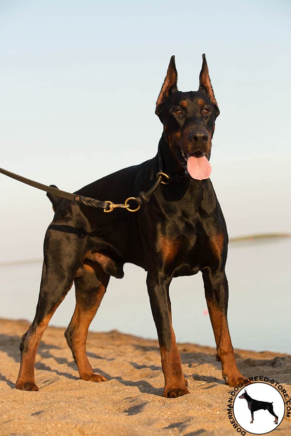 Leather Doberman choke collar for calm walking