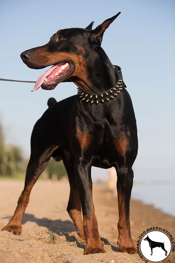 Deluxe leather collar for Doberman