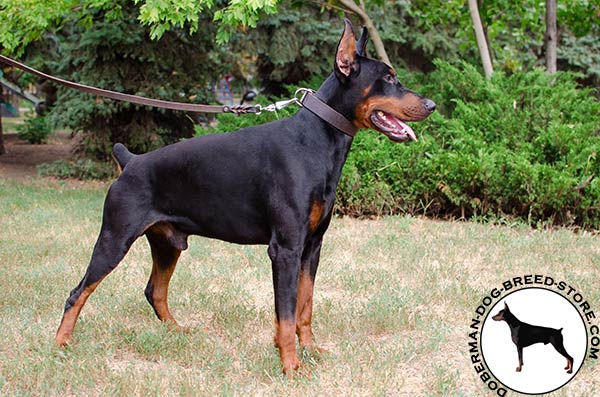 Classic Doberman collar for everyday use