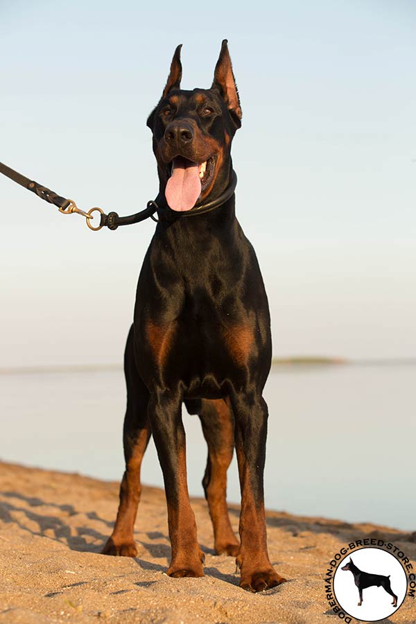 Reliable leather choke collar for Doberman 