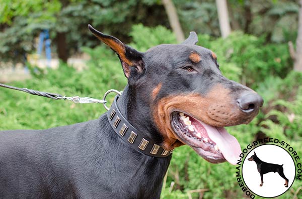 First-rate Doberman collar manufactured of the best materials