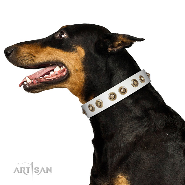 Walking dog collar of leather with trendy embellishments