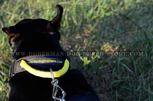 Finest Doberman Nylon Collar