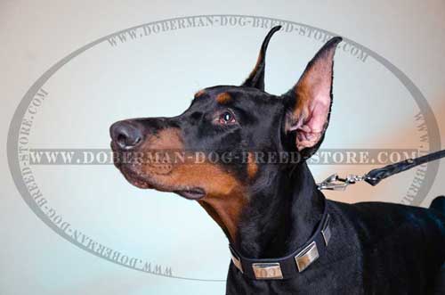 Best Leather Doberman Collar with Nickel Plates