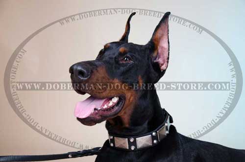 Exclusive Leather Dog Collar for Dobermans