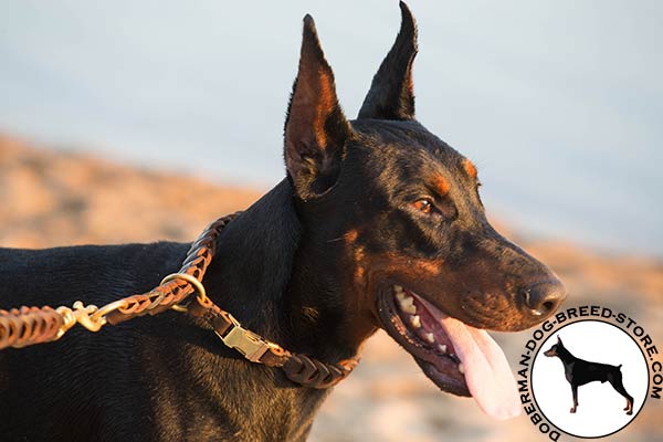 Braided Doberman collar with brass buckle