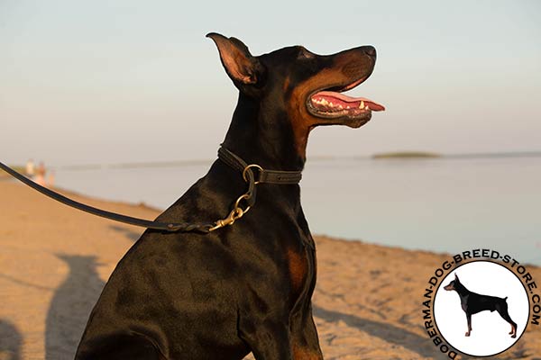 Premium quality leather Doberman collar with brass O-rings