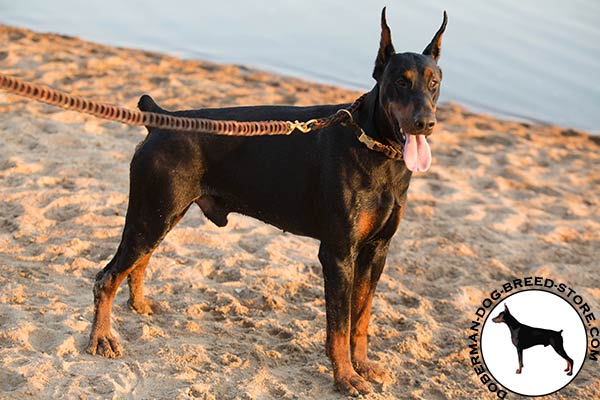 Choke leather collar for Doberman